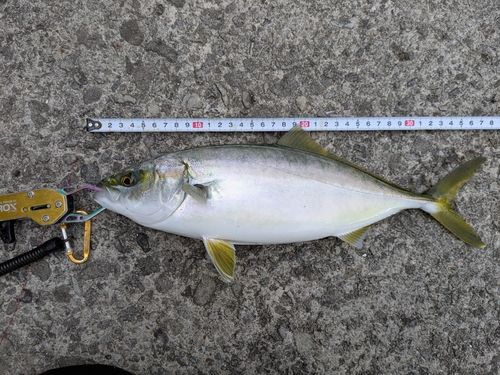ワカシの釣果