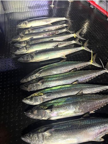 サワラの釣果