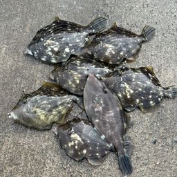 カワハギ