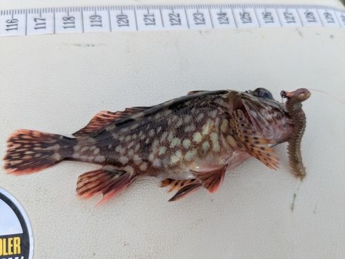 カサゴの釣果