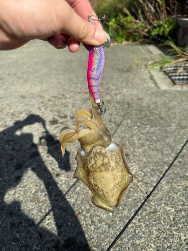 コウイカの釣果