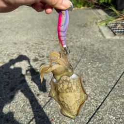 コウイカ