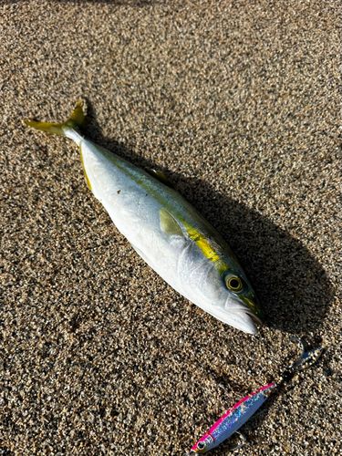 ワカシの釣果