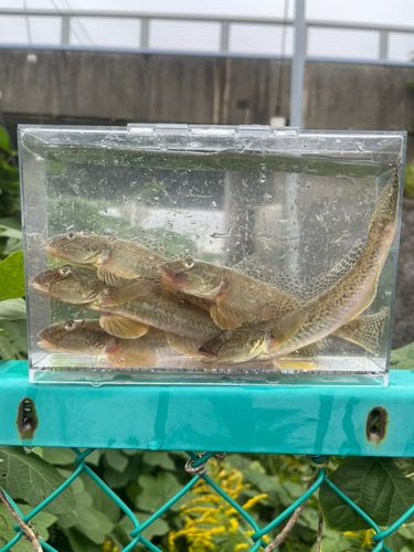 マハゼの釣果