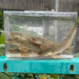 マハゼ
