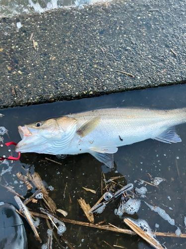シーバスの釣果