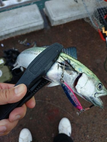 サゴシの釣果