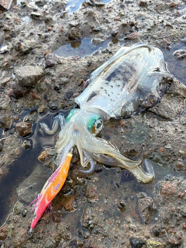 アオリイカの釣果