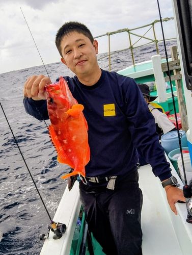 アカハタの釣果