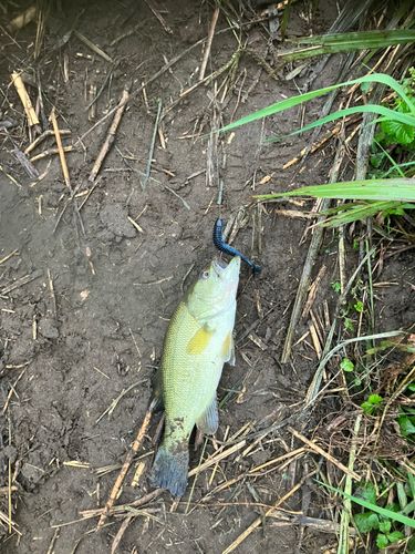 ラージマウスバスの釣果