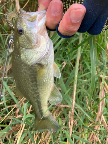 ラージマウスバスの釣果