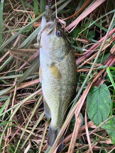 ラージマウスバスの釣果