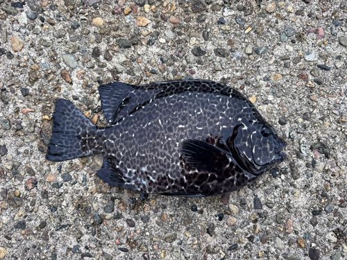 イシガキダイの釣果