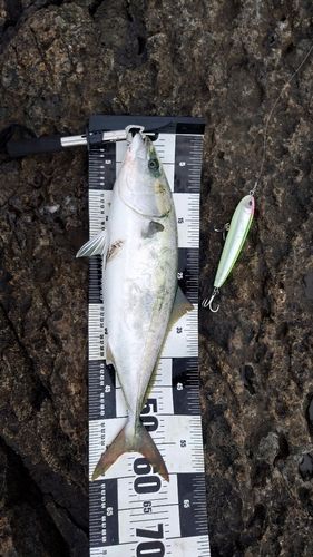 ワラサの釣果