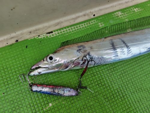 タチウオの釣果