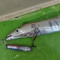 タチウオ