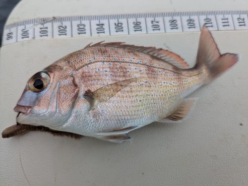 タイの釣果