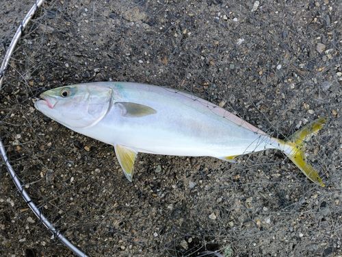 ハマチの釣果