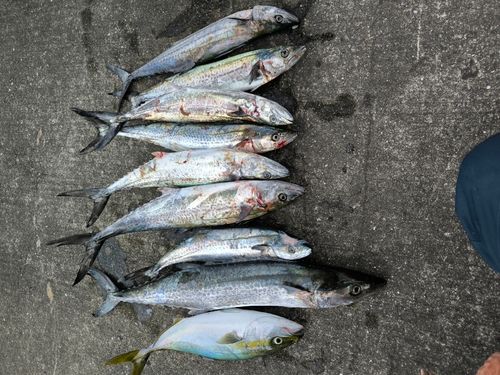 サゴシの釣果