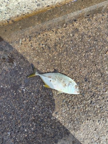 メッキの釣果