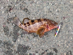 キジハタの釣果