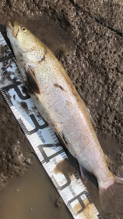 イトウの釣果