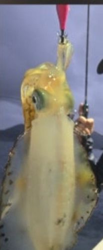 久美浜湾沖