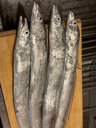 タチウオの釣果