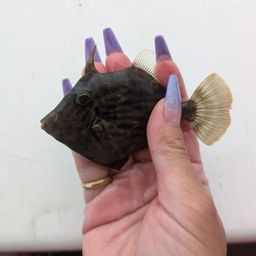 カワハギ