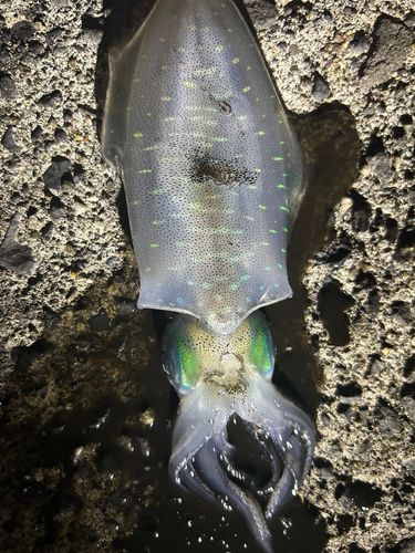 別府湾