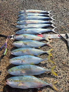 ヤズの釣果