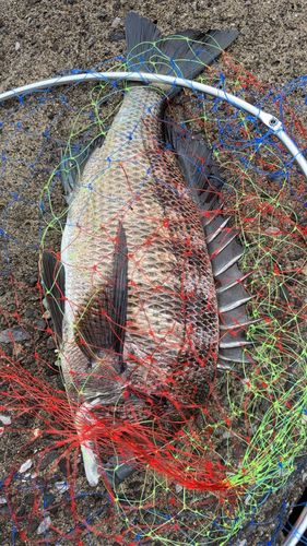 チヌの釣果