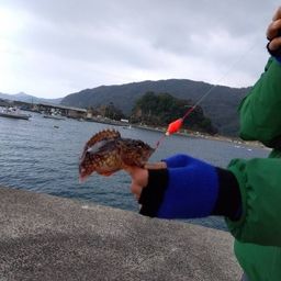 ガシラ