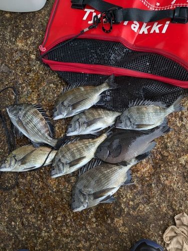 チヌの釣果