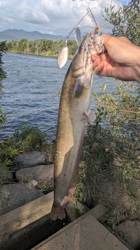 ナマズの釣果