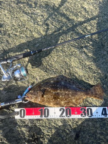 ヒラメの釣果