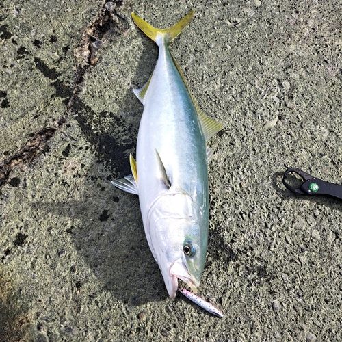 釣果