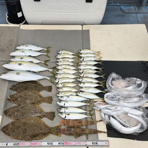 ヒラメの釣果
