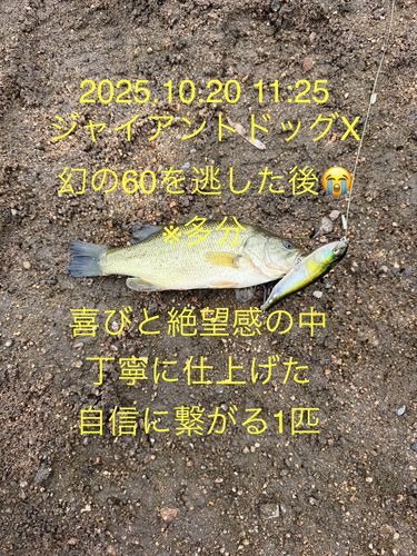 ラージマウスバスの釣果