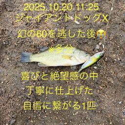 ラージマウスバス