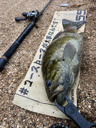 スモールマウスバスの釣果