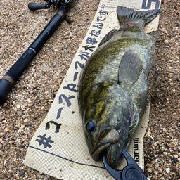 スモールマウスバス