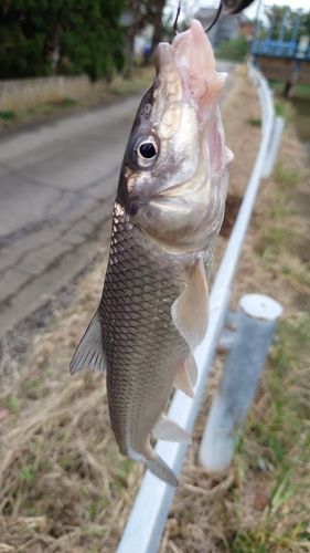 ニゴイの釣果