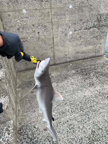 サメの釣果