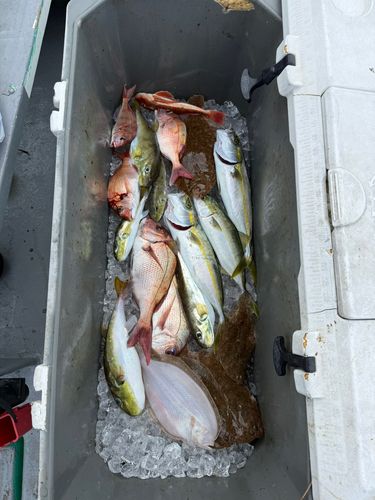 タイの釣果