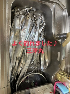 タチウオの釣果