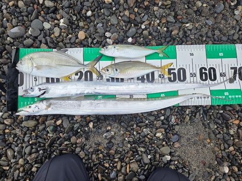 タチウオの釣果