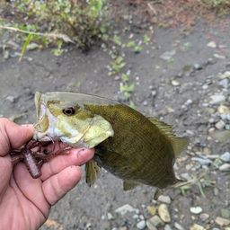 スモールマウスバス