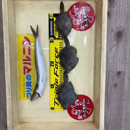 カワハギ