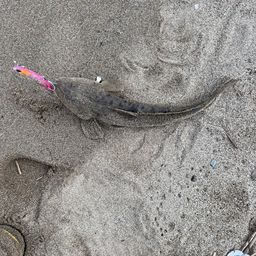 マゴチ